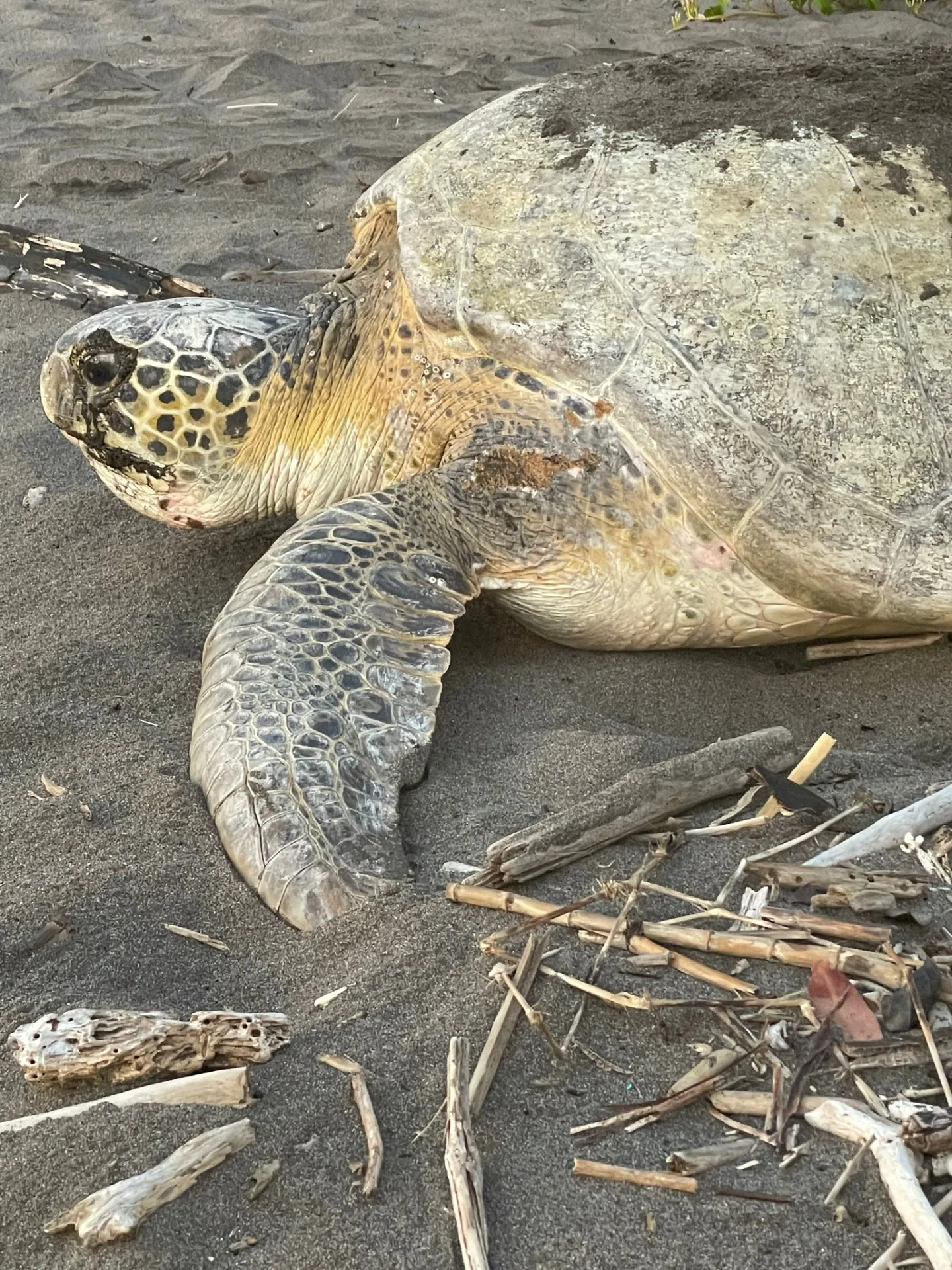 Green Turtle Nesting — Tortuguero National Park, Costa Rica