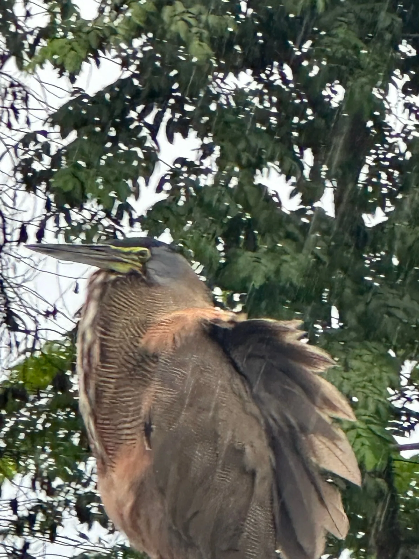 Bird Watching Tour by Boat — Tortuguero National Park, Costa Rica