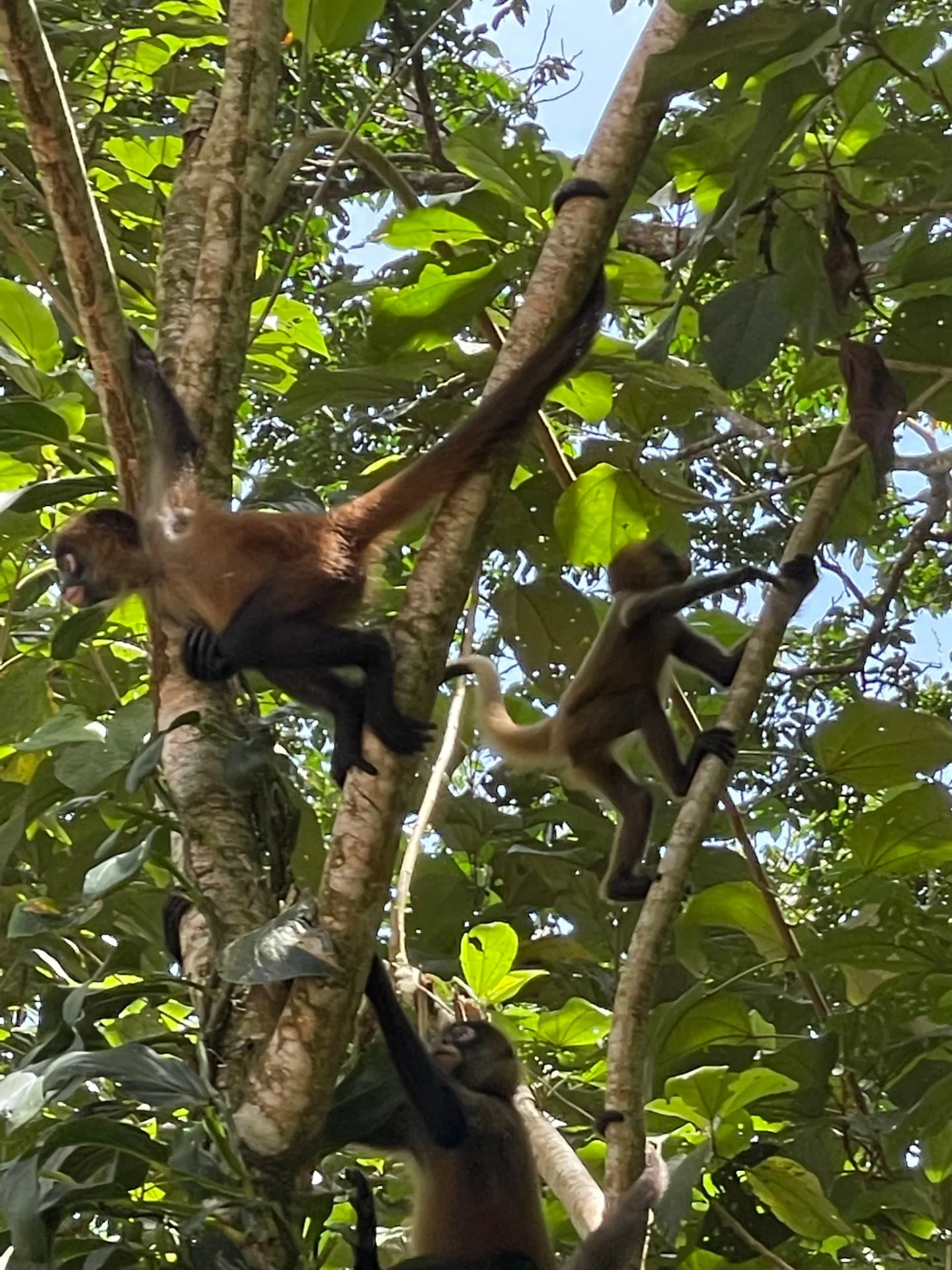 Day Walk Tour — Tortuguero National Park, Costa Rica