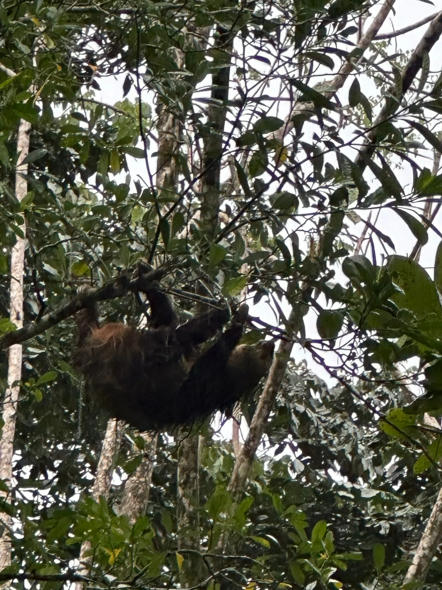 Night Jungle Tour — Tortuguero National Park, Costa Rica